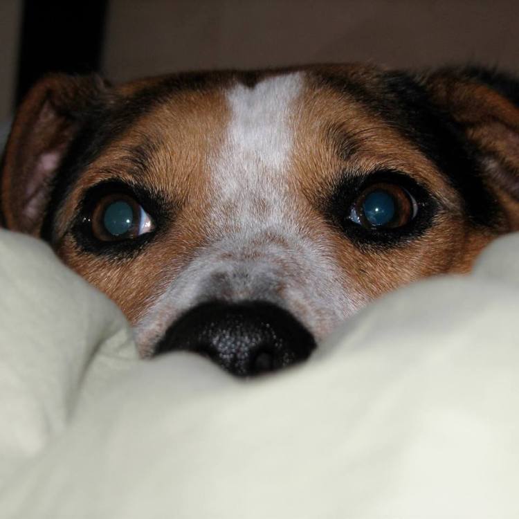 40162386_10156381094315664_3917650875698380800_n